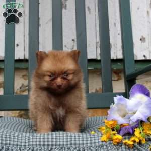 Brindley, Pomeranian Puppy